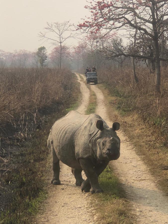 Tara Guesthouse - Sauraha,Chitwan Buitenkant foto