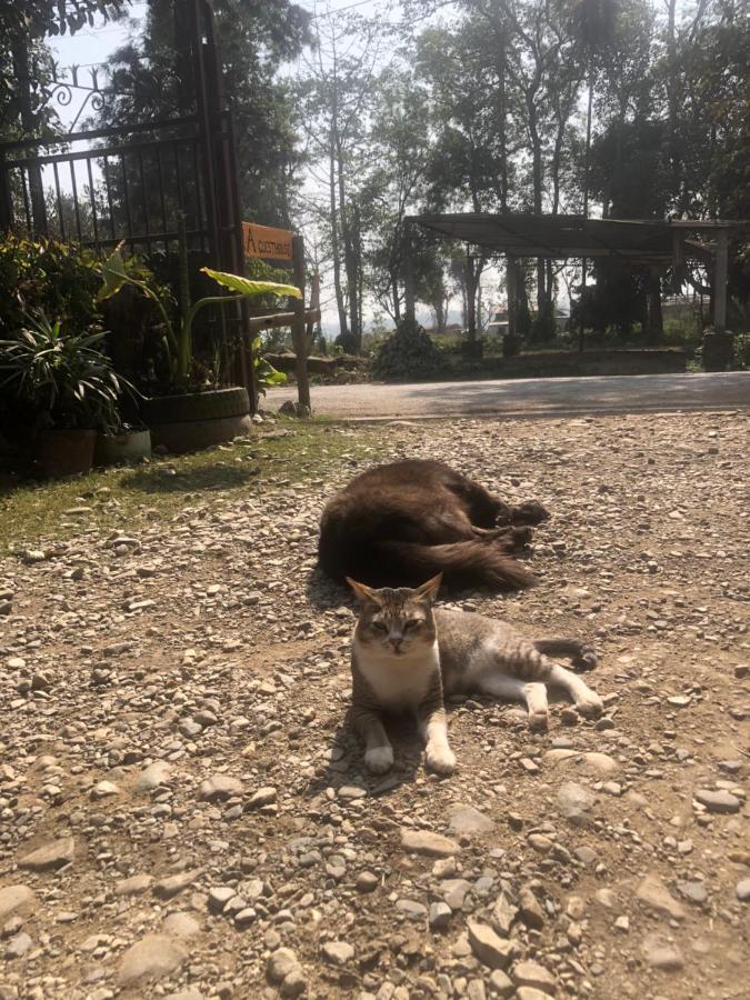 Tara Guesthouse - Sauraha,Chitwan Buitenkant foto